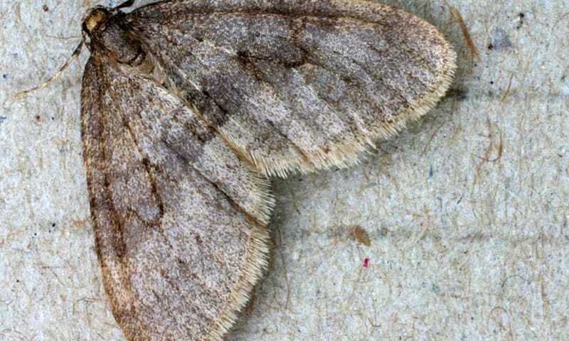 Kleine wintervlinder 