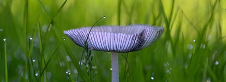 paddenstoel Vals Hazepootje