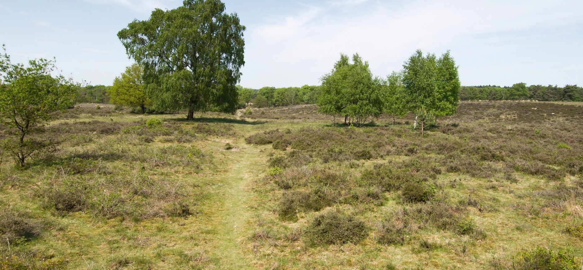 Werkzaamheden in Wolfheze voor betere balans tussen natuur en recreatie