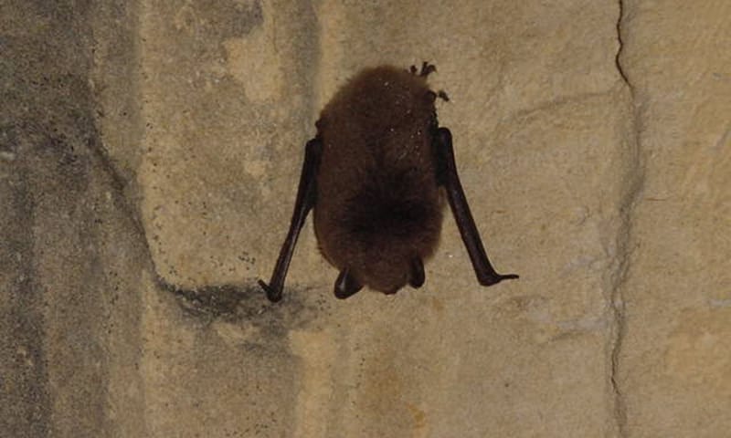 vleermuis_Zonneberg