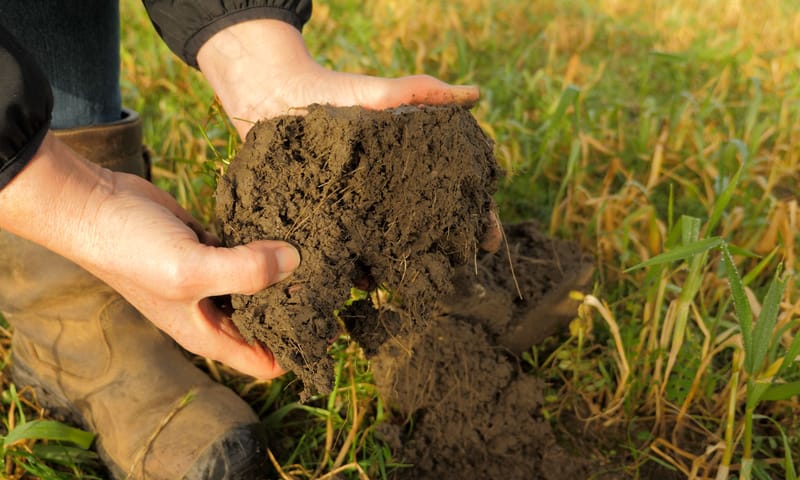 De bodem in de Schiebroekse Polder is de afgelopen jaren sterk verbeterd. Dit is goed voor de gewassen én voor de akkerkruiden.