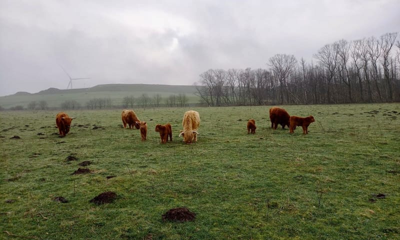 Pas geboren kalfjes 2023 