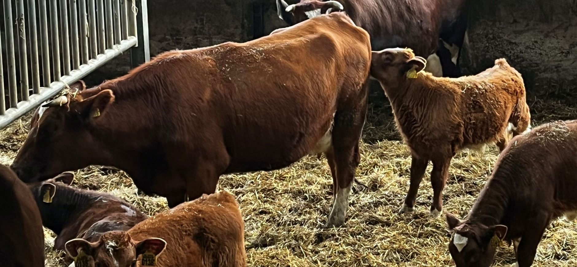 Neem een kijkje in de potstal met brandrode runderen en kalfjes