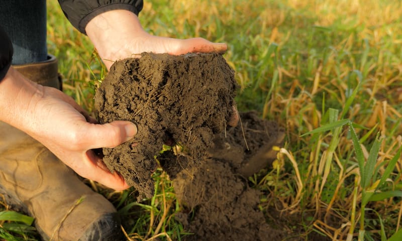 De bodem in de Schiebroekse Polder is de afgelopen jaren sterk verbeterd. Dit is goed voor de gewassen én voor de akkerkruiden.