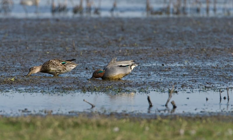 wintertaling