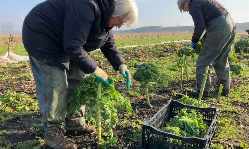 Herenboeren halen de oogst van het land in de Schiebroekse Polder