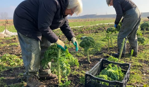 Herenboeren halen de oogst van het land in de Schiebroekse Polder