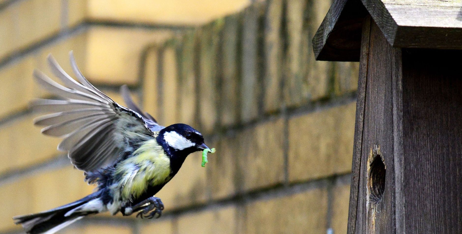 Vogelhuispakket