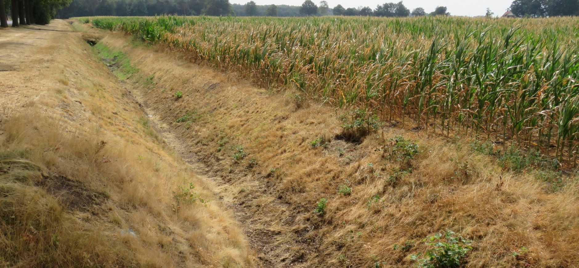 Droge sloot naast maisakker