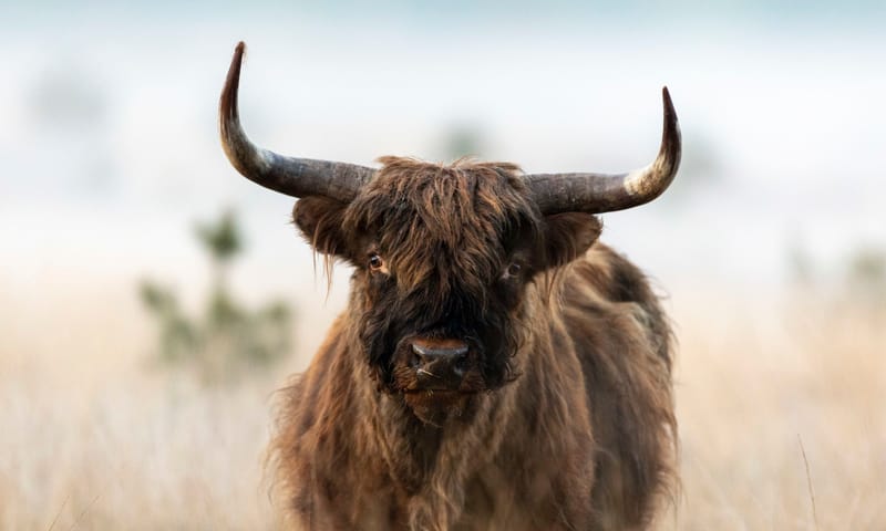 Schotse_Hooglander