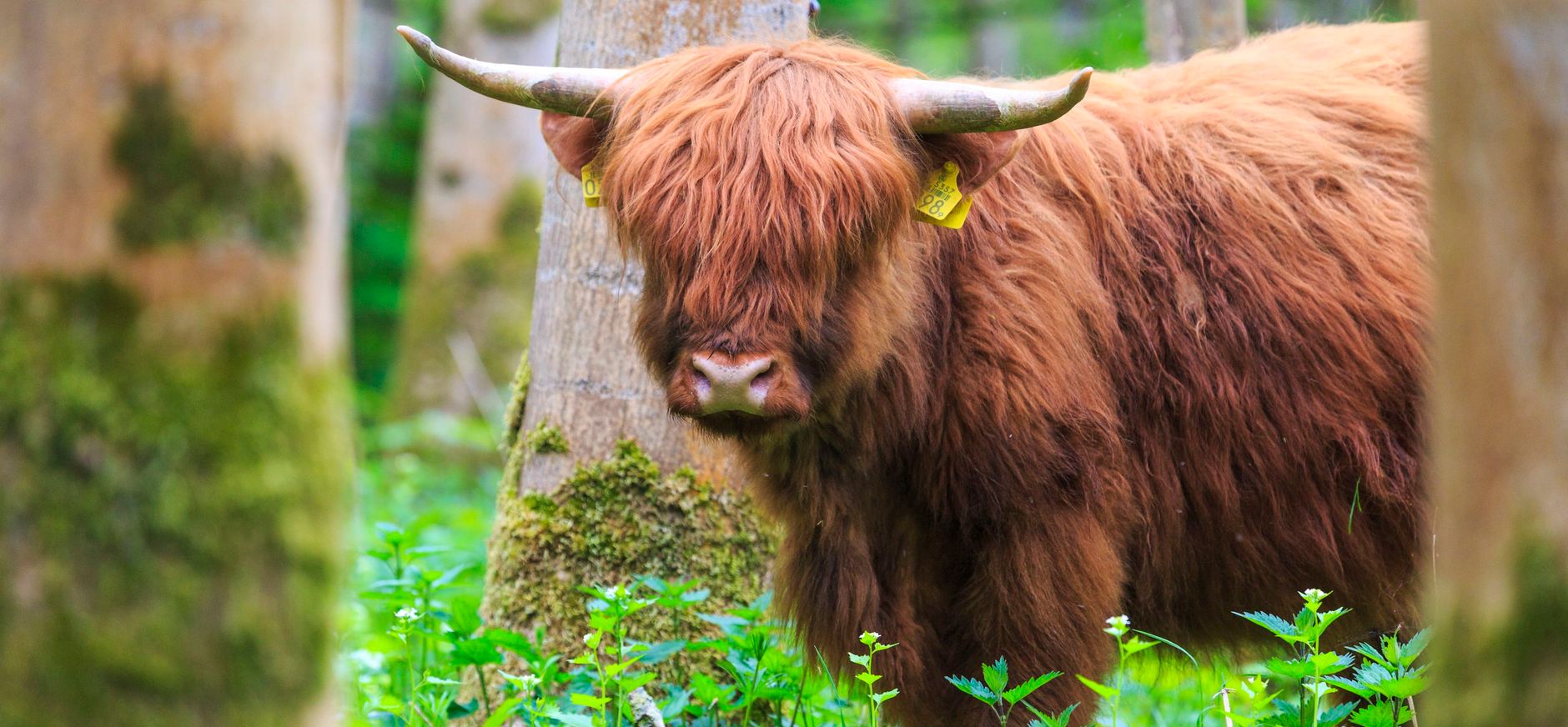 Schotse hooglander Harderbos