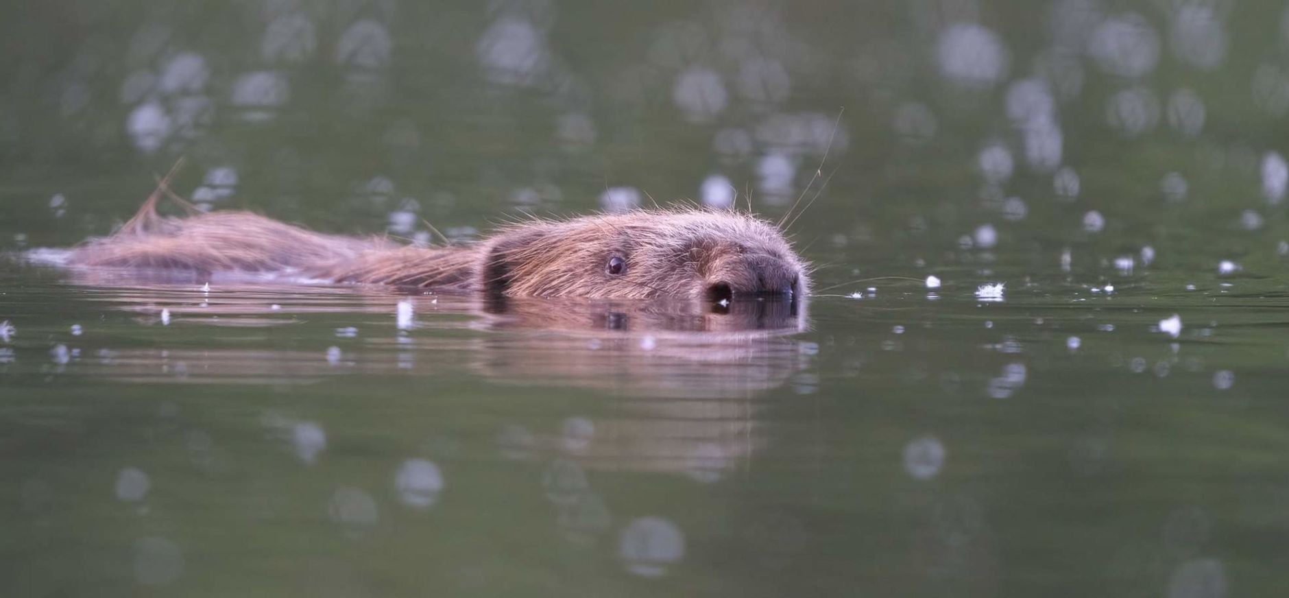 bever
