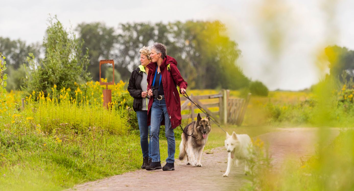 Hond aan de lijn Rotterdams platteland