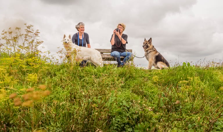 Hond op het Rotterdams platteland
