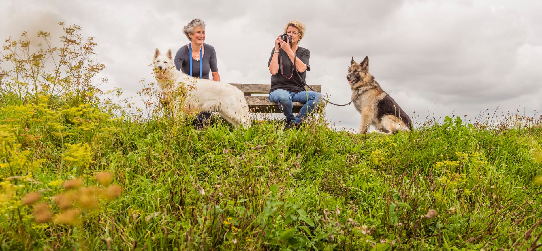 Hond op het Rotterdams platteland