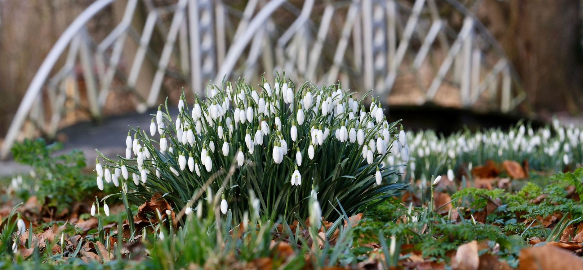 Sneeuwklokjes voor romantische brug
