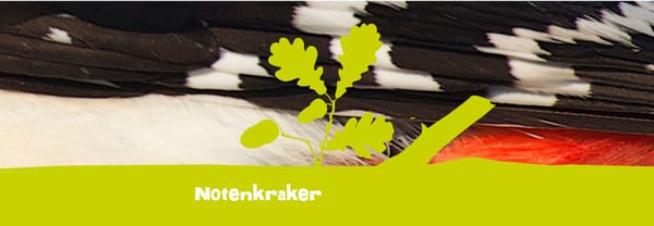 Notenkraker