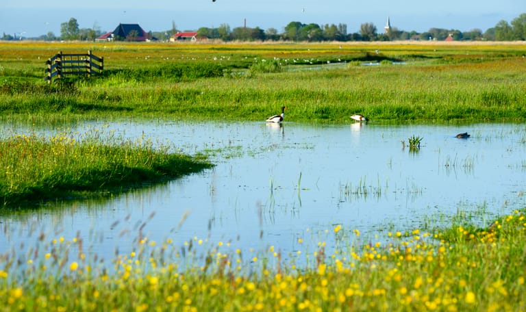 water friesland