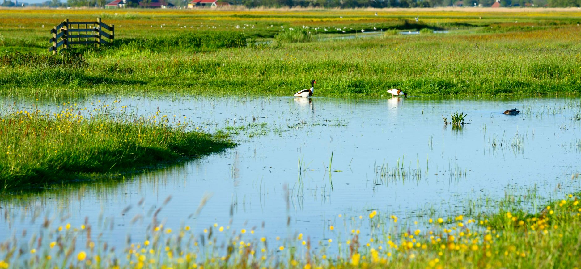 water friesland