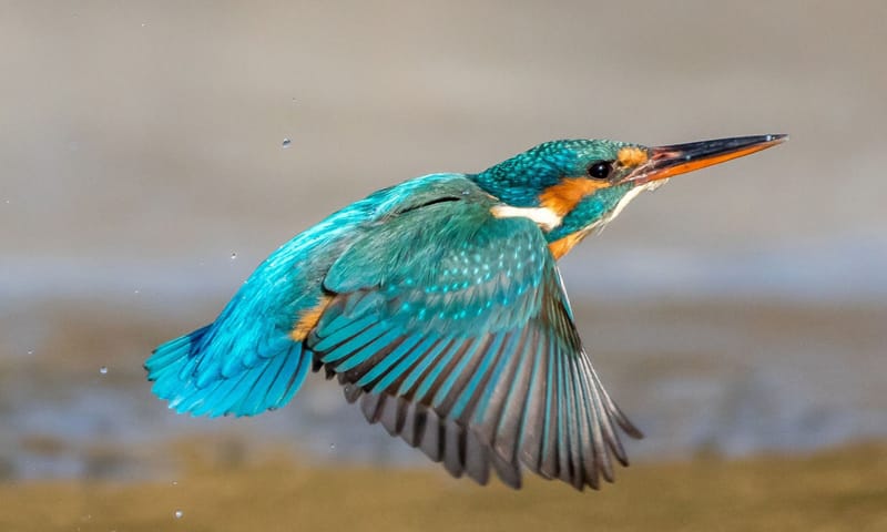 Vliegende ijsvogel