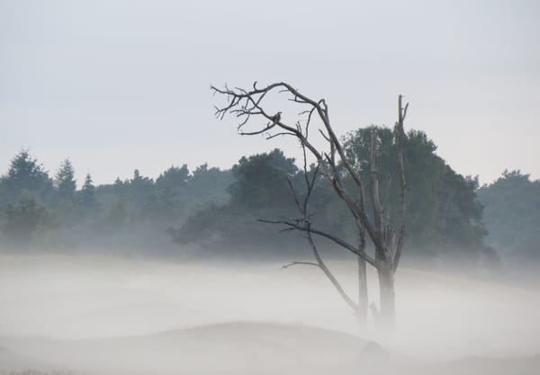 Rokende duinen