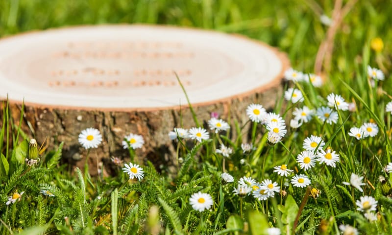 Natuurbegraven Boomstam schijf