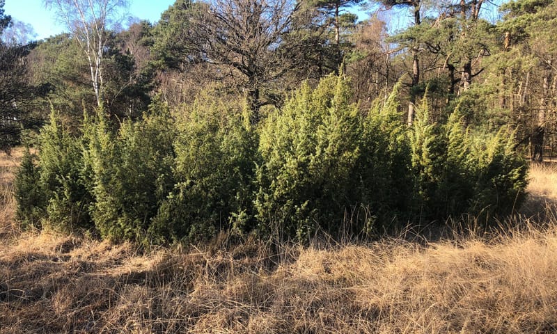 jeneverbes kampina