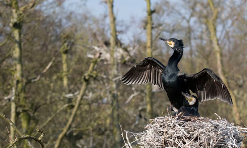Aalscholvers op het nest