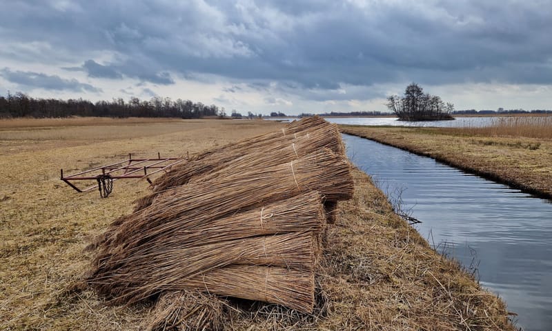 Gesneden riet 3