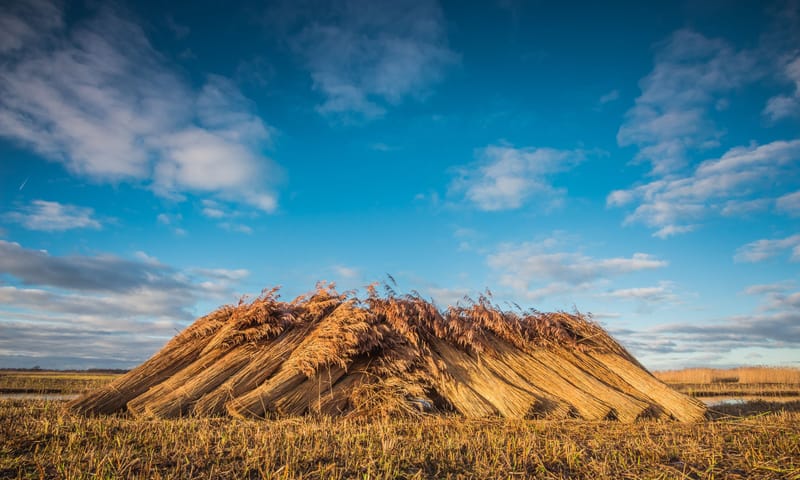Het riet ligt op stapels