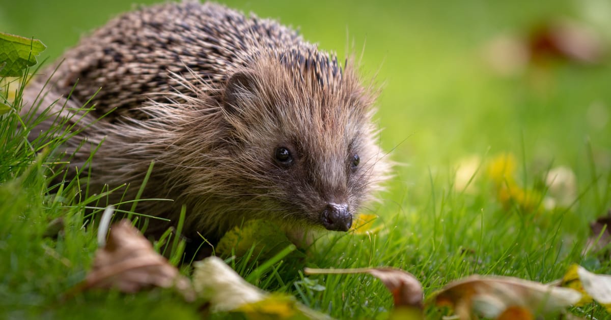 www.natuurmonumenten.nl