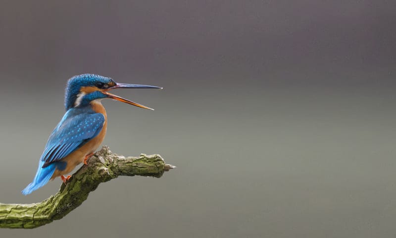 IJsvogel PS campagne