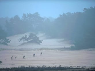Herten op het Hulhorsterzand
