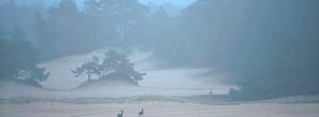 Herten op het Hulhorsterzand