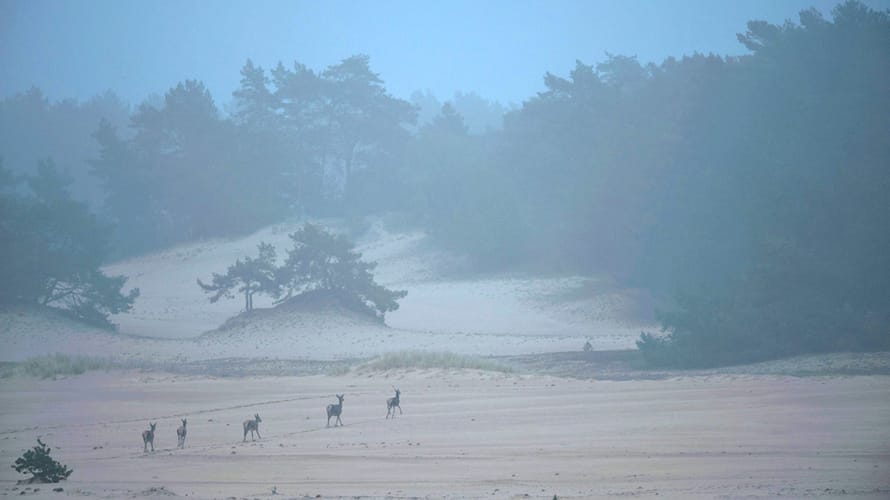 Herten op het Hulhorsterzand