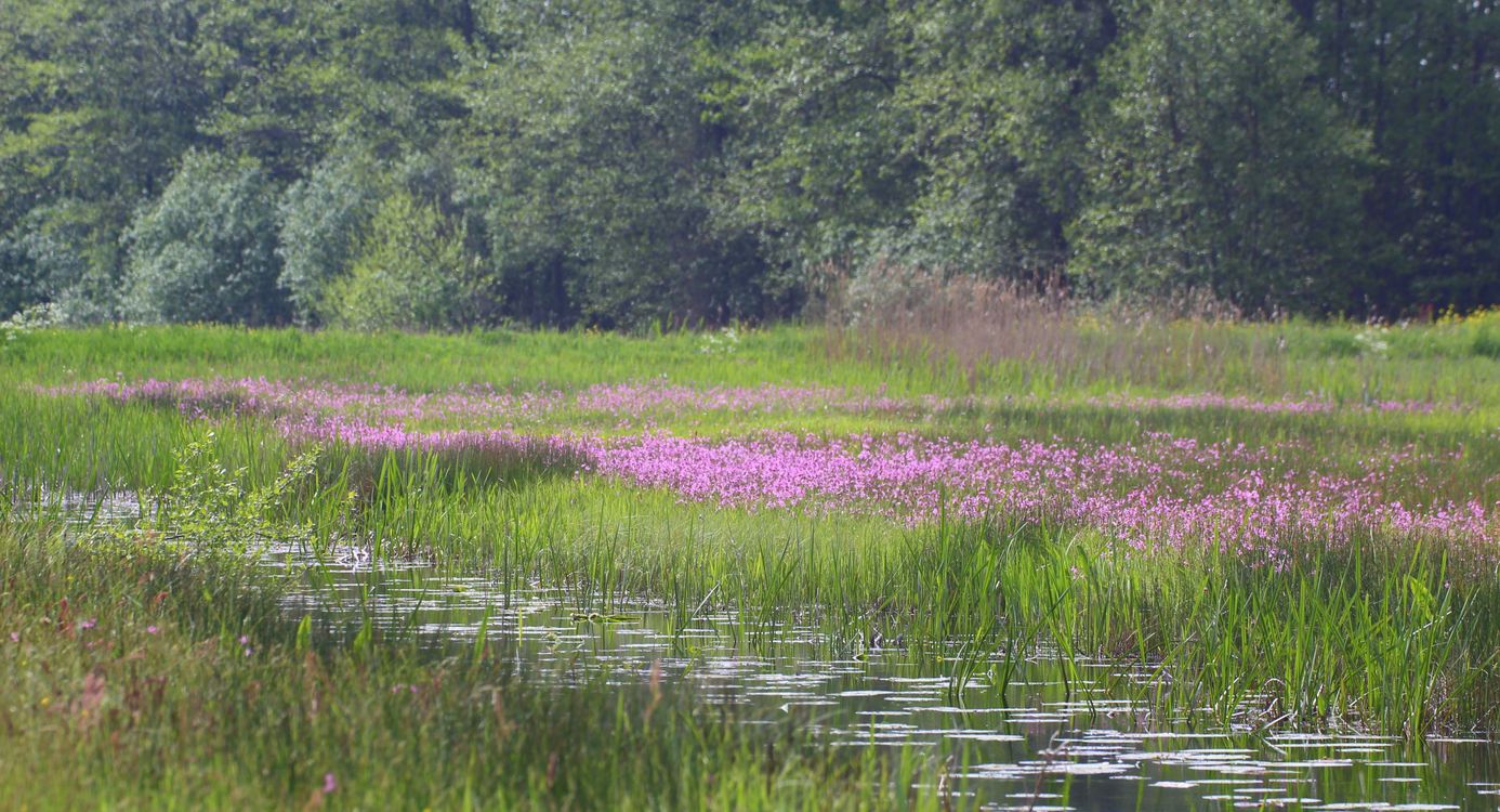 Kiersche Wiede Lente