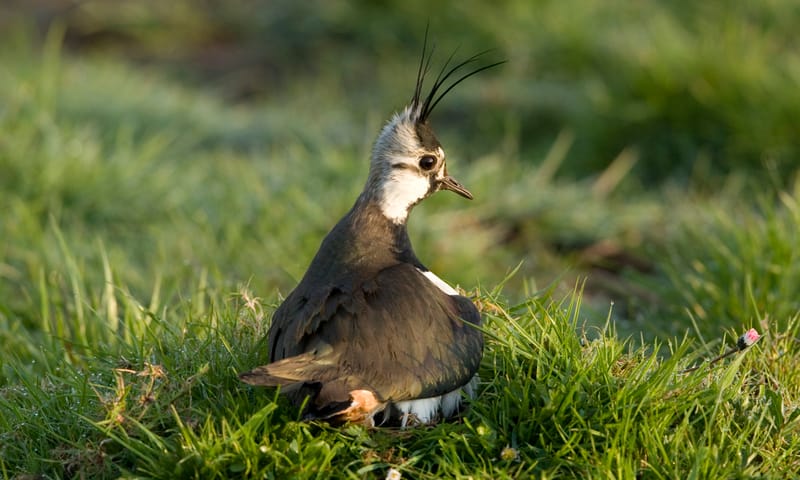 Kievit op het nest