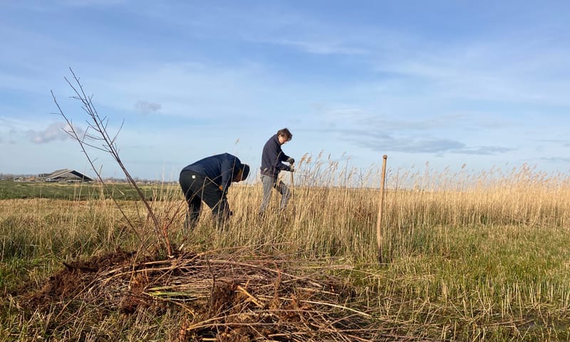 boompjes trekken in het Wormer- en Jisperveld