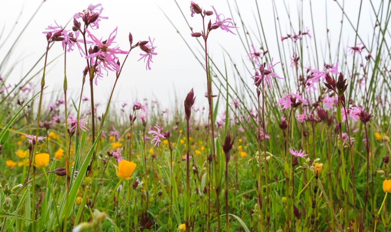 Bloeiende hooilandjes