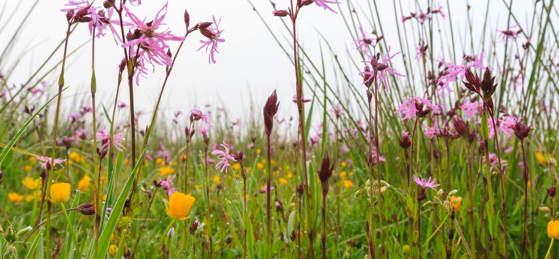 Bloeiende hooilandjes