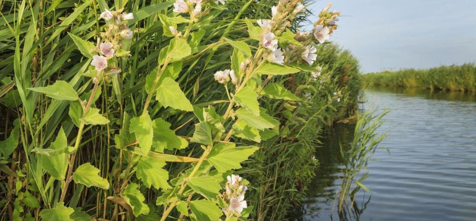 echte heemst of marsh mallow