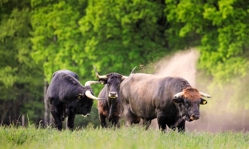 Tauros stier