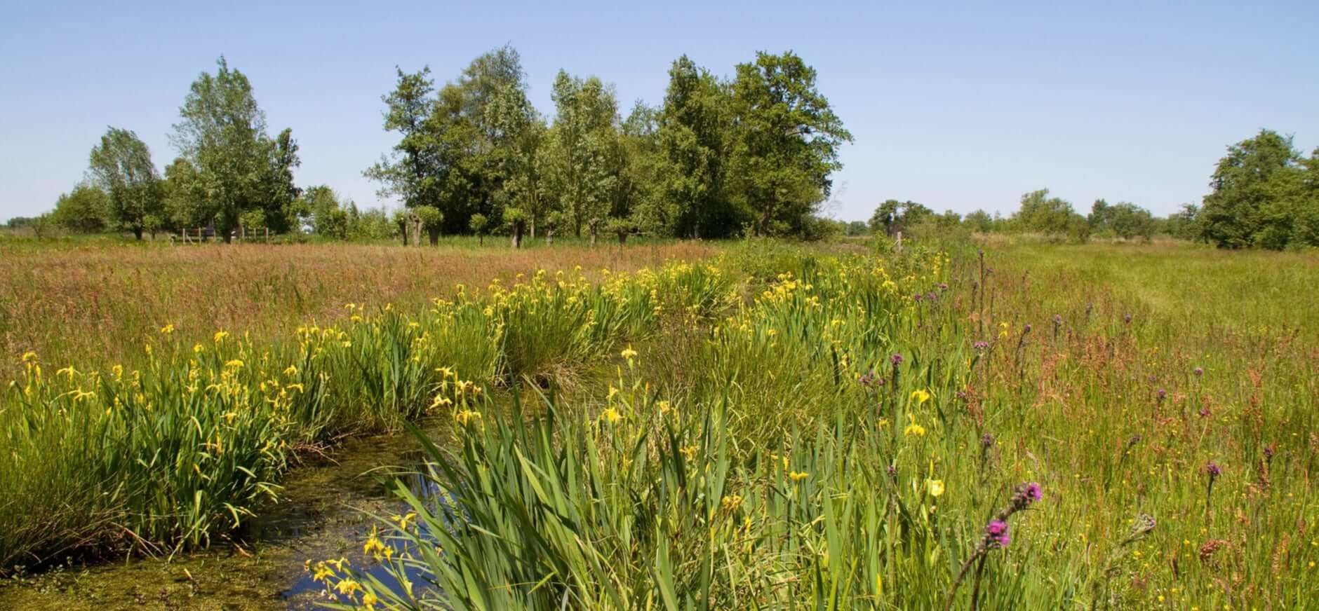Nieuwkoop