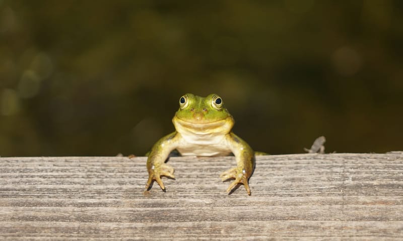 Kikker