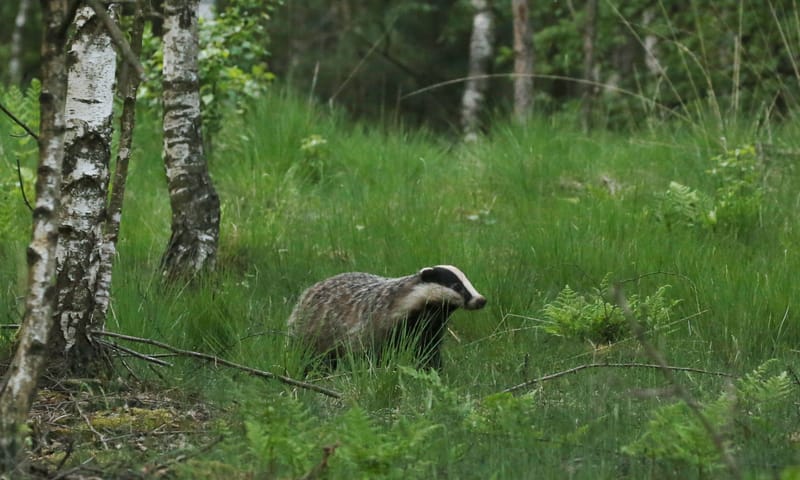 Das op Huis ter Heide