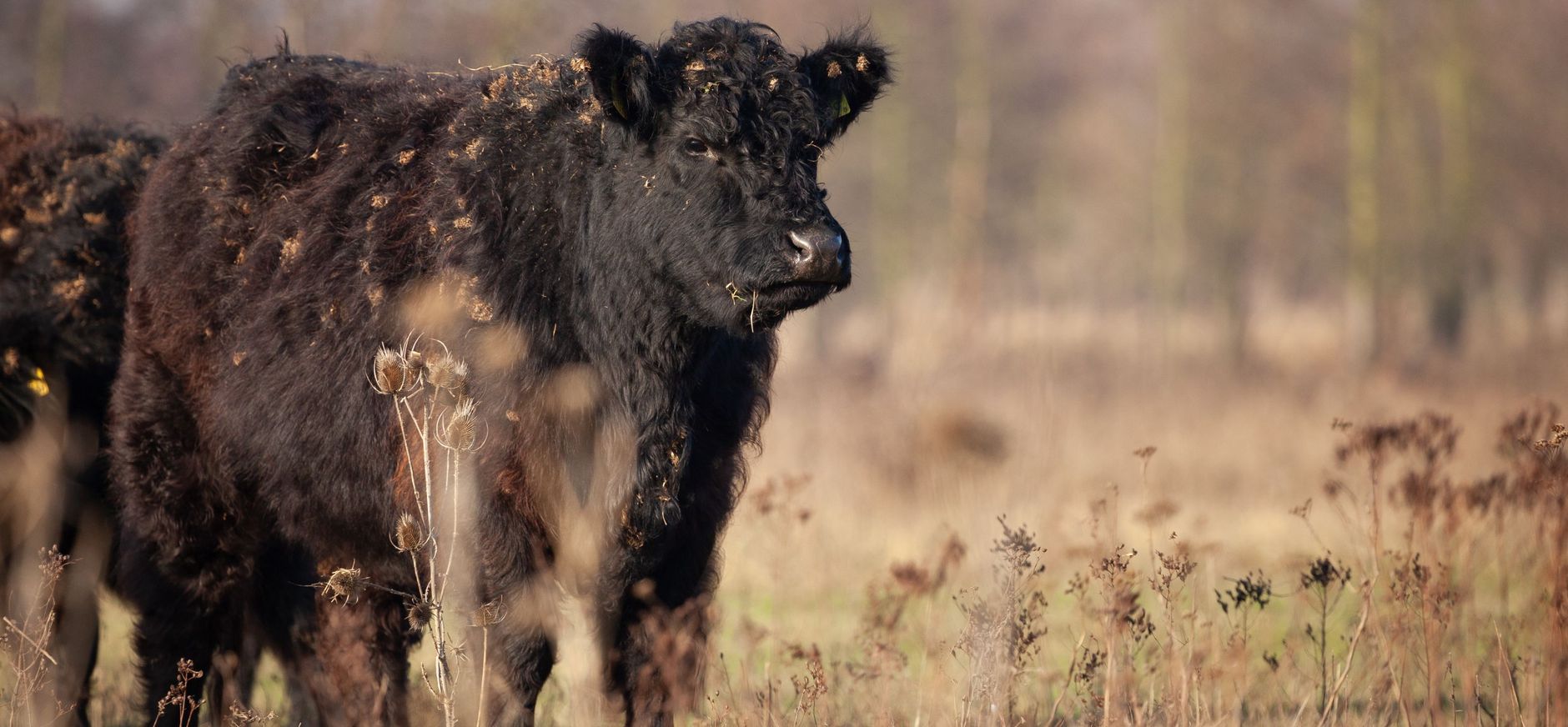 galloway met klitten 