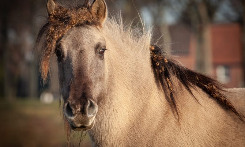konik met klitten