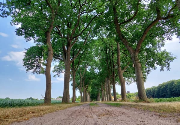 Lange lanen