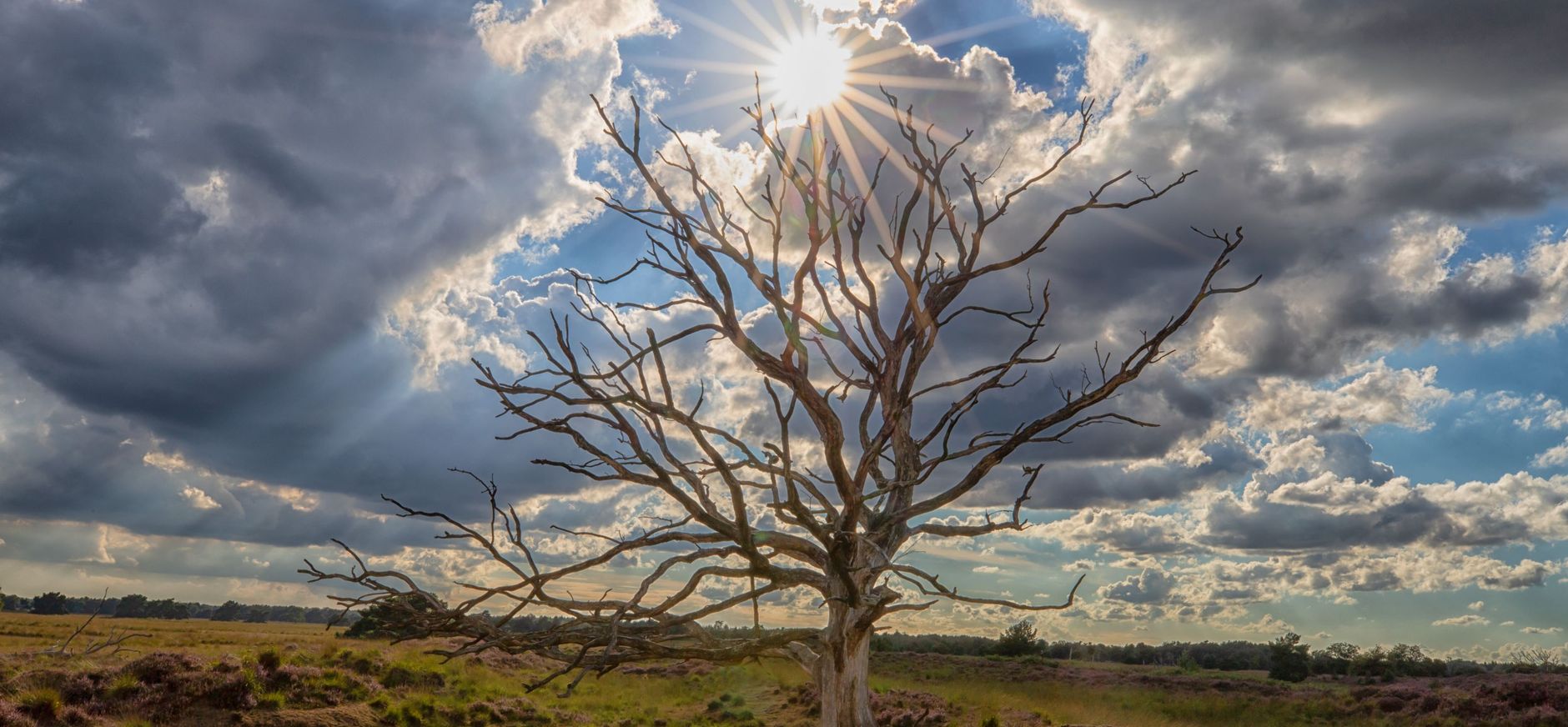 dode eik Kampina Rob Rokven