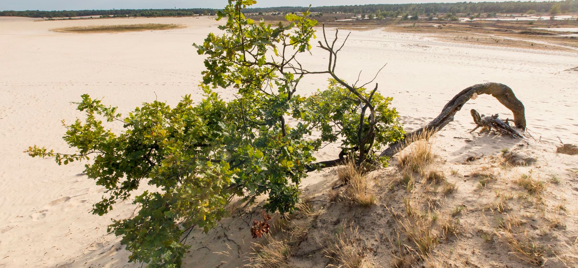 De Loonse en Drunense Duinen